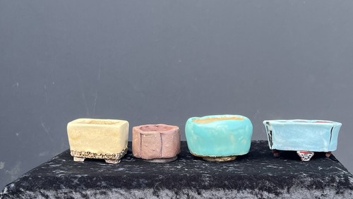 Set aus bonsai shohin - aus, 4