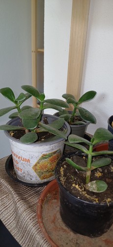 Crassula ovata pfennigbaum - crassula,