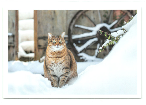 Postkarte katze neu - 25',
