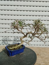 Bonsai Fraxinus Esche Fresno