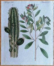 Bertuch Originaldruck Koloriert Botanik Kaktus Zimt - 1792