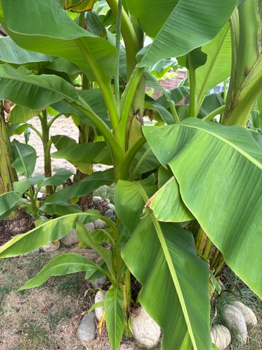 Bananenpflanzen - ,
