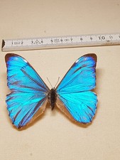 Papilio Adonis Männchen