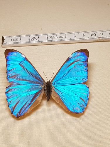 Papilio adonis männchen - papilio,