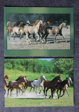 2 Postkarten Araber Pferd,Arabische Pferde,Fohlen,Tier,Tiere,AK,Ansichtskarte,PL