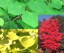 Lebkuchen- Baum Pflanze für die Wohnung drinnen Zimmerpflanze gross pflegeleicht