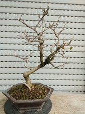 Bonsai Bougainvillea