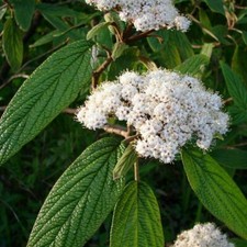 Lederblättriges Viburnum -