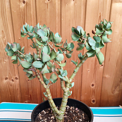 Jadebaum sukkulente - (crassula),
