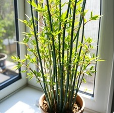 Kalkutta Bambus Pflanze für