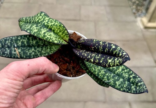 Paphiopedilum species black - species,