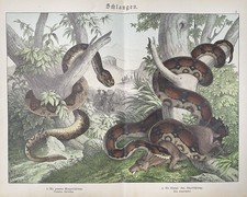 antike Grafik Fauna: Reptilien