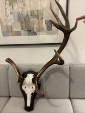 Spektakuläre Jagdtrophäe aus