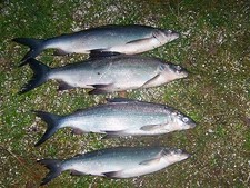 100 St. Kopfperlen Glasköpfe