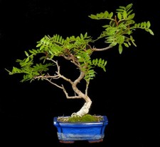 Bonsai - Pistacia lentiscus - Pistazie -  33 cm - SHOHIN - #5392