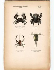 Antike Handkolorierte Lithographie Grafik 19 Jh. , Tiere, Krabben, Krebstiere
