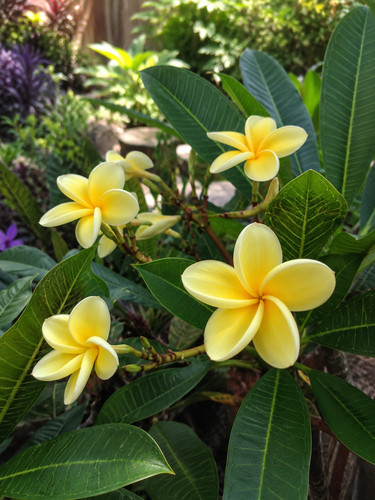 001726a frangipani duke gelbe - duke,
