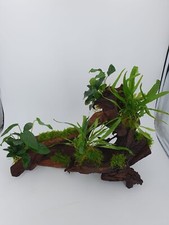 Echte Mangrovenwurzel XXL ca