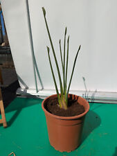 Strelitzia juncea 60cm Nadel-Strelitzie Rostrote Paradiesvogelblume Rarität Exot