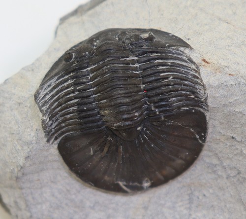 Trilobit scabriscutellum - trilobit,,