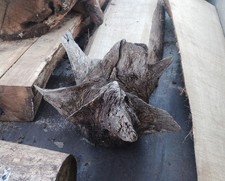 Baumwurzel Eiche Wurzel Wurzelstock Wurzelholz Baumstumpf Deko