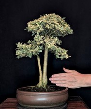 BONSAI CHINESISCHER LIGUSTER