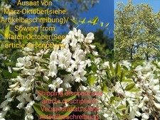 Robinie, Robinia pseudoacacia, black locust, Scheinakazie, 70 seeds, samen