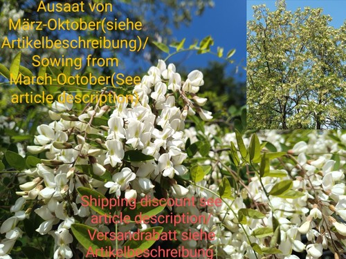 Robinie robinia pseudoacacia - robinie,,