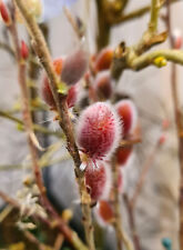 Weidenkätzchen / Kätzchenweide 'Salix Mount Aso'  60 - 80 cm