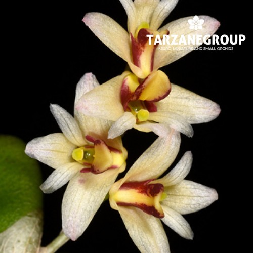 Dendrobium rigidum - dendrobium, /