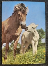 Pferdepostkarte, AK Pferde, Pferdepostkarten Popp FF 142 Norweger 