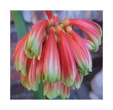 1x Clivia Dwarf Nobilis blühenden Garten Blumen Pflanzen - Samen / Bulbs B956