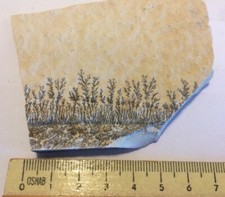 Wunderschöne Eisen-Mangan Dendriten Jura Solnhofen Plattenkalk Deko 