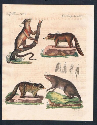 Waschbär nasenbeutler dachs - nasenbeutler,