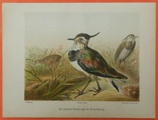 Kiebitz Vanellus vanellus