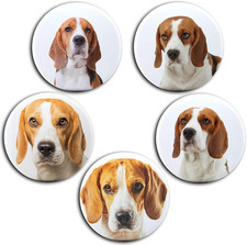 Beagle Jagdhund - runde