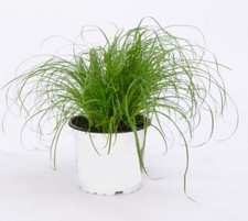 Zitronengras Obstpflanzen