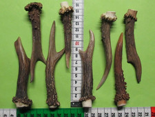 Rehstangen    Hirschhorn