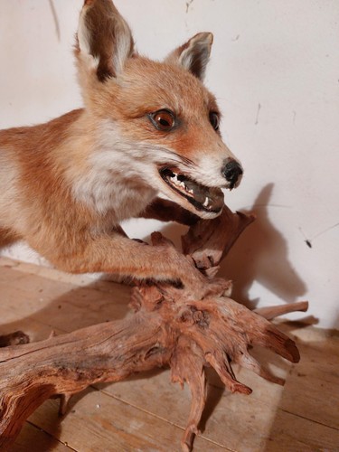 Fuchs rotfuchs stehend auf - stehend,