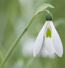 30 Schneeglöckchenzwiebeln Galanthus Nivalis Mehrjährig.
