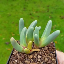 Argyroderma fissum, Seltene Lithops, Lithops Pflanzen, lebende Steine