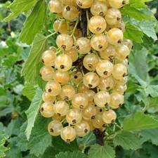 Johannisbeere Pflanze - White