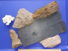 6 tlg. Konvolut Fossilien verstein. Holz Seelilien Pferdeschwanzmuschel Trilobit