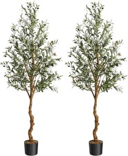 2stk 180/120cm Olivenbaum