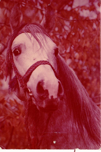 Araber horse postcard - araber,