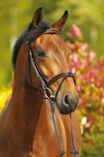 % Stübben Trense 3000 Limerick englisch-komb. RH schwarz/GRAU VB -UVP €129,00-NH