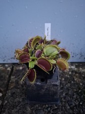 Dionaea muscipula Tiger Fangs, Venusfliegenfalle, fleischfressende Pflanze 