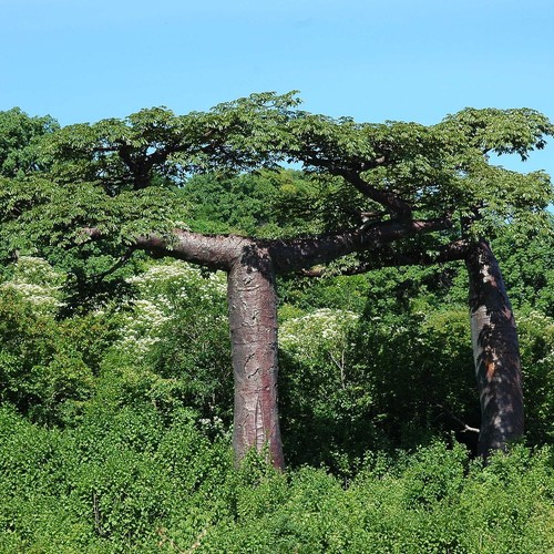 Suarez baobab adansonia - baobab, (adansonia
