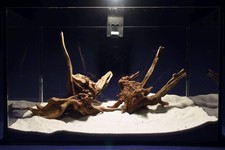 Aquarium Wurzel - SET /