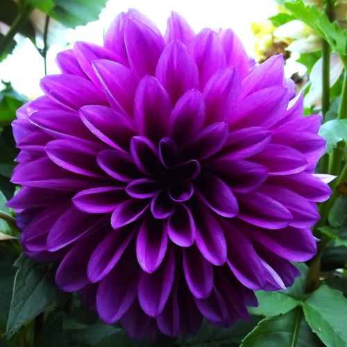 Dahlien - @,